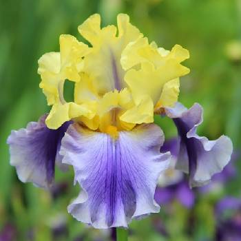 Ирис Iris Germanica ‘Edith Wolford’